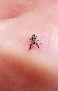 Young and jumping (on my hand)  Fencepost Jumping Spider,Marpissa muscosa