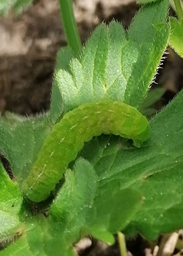 Can you see me? I&#039;m still a caterpillar :)  Brown Angle Shades,Phlogophora periculosa