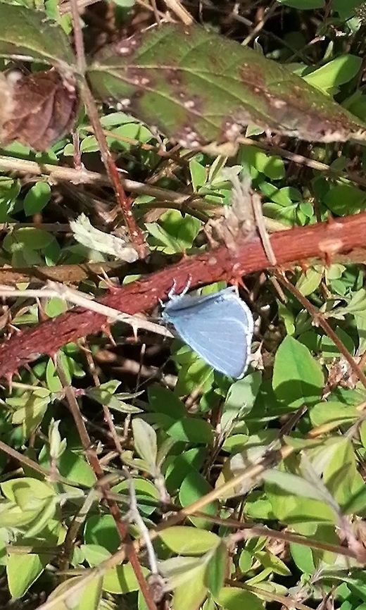 Little treeblue Dutch to English translation  Celastrina argiolus,Holly Blue