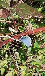 Little treeblue Dutch to English translation  Celastrina argiolus,Holly Blue
