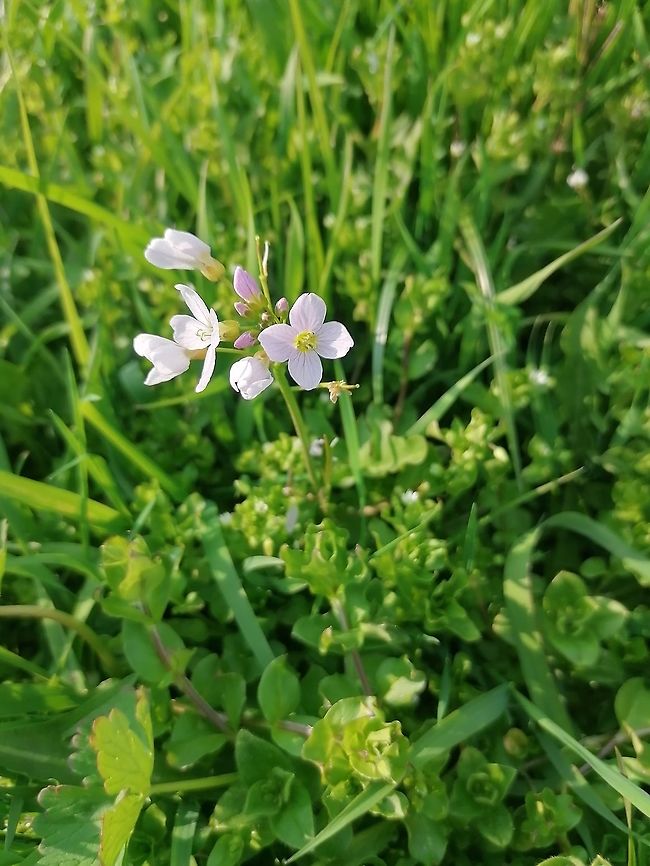 Pentecost flower  Cardamine pratensis,Cuckooflower