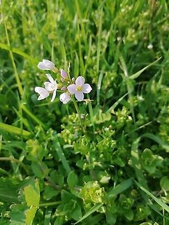 Pentecost flower  Cardamine pratensis,Cuckooflower
