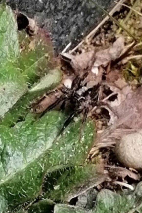 Hardly visible spider I think it&#039;s a  Alopecosa barbipes