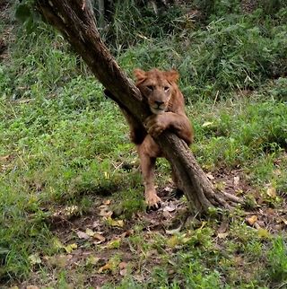 Lion holding on to tree  Lion,Panthera leo