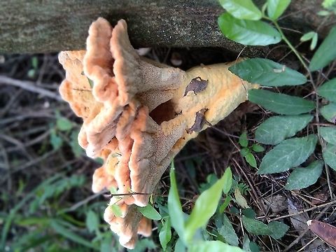 Mushroom shelf sulfur I found it growing under the trunk of a tree in the forest in Thailand Geotagged,Laetiporus sulphureus,Spring,Thailand