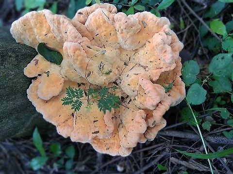 Sulphur Shelf mushroom I found it under a tree trunk in the woods .. I don't know if it is poisonous or not  Geotagged,Laetiporus sulphureus,Spring,Thailand
