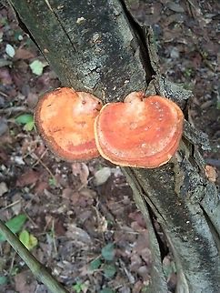 Lingzhi mushrooms It grows on logs in the forest. I do not know whether it is toxic or not Ganoderma lingzhi,Geotagged,Lingzhi,Spring,Thailand