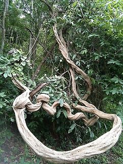 bonsai tree juniper They are strange trees .. there are many of them in the forest Geotagged,Spring,Thailand