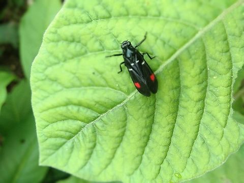 Froghoppers (Family Cercopidae) She was sitting quietly on a tree in the woods  Geotagged,Spring,Thailand