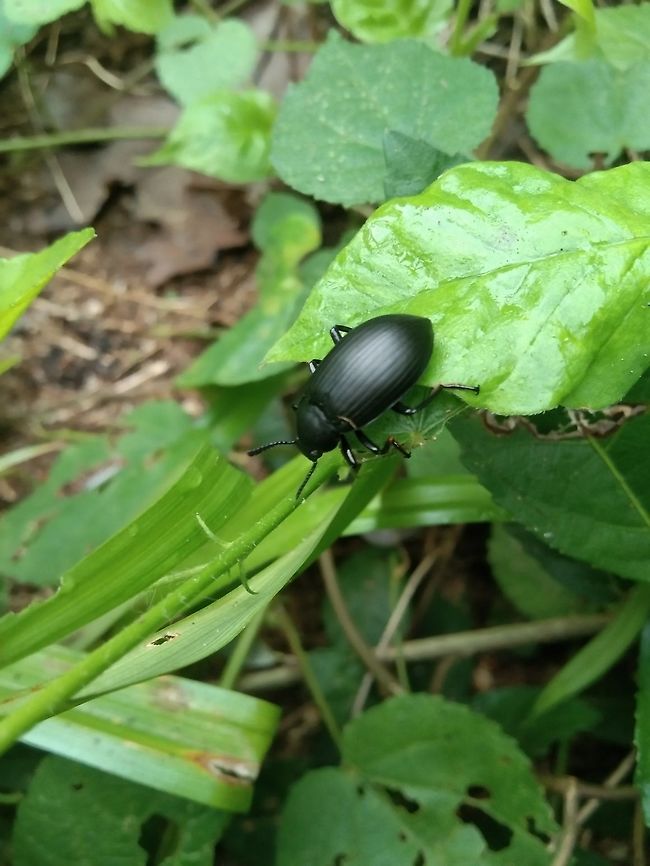DARKLING BEETLE I took the picture while she was walking quietly on the leaves of the tree Calomela parilis,Geotagged,Spring,Tentyria rotundata,Thailand