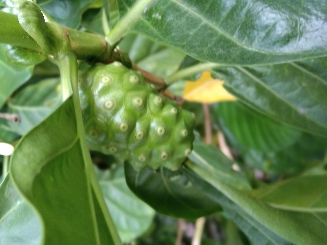 Morinda citrifolia This is a fruit tree Morinda citrifolia They are found in many places here in Thailand Great Morinda,Morinda citrifolia,thailand
