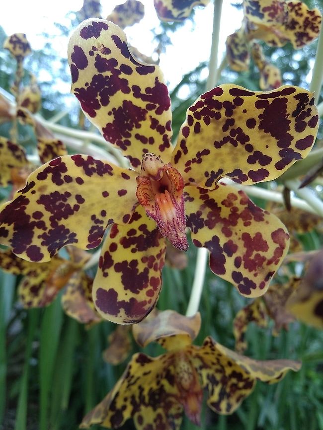 TIGER ORCHID Thailand Grammatophyllum speciosum,Tiger Orchid,thailand