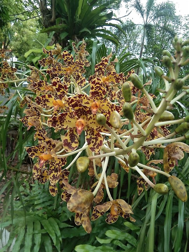 TIGER ORCHID I found these flowers in a Buddhist temple above the mountain .. in the middle they resemble a bird&#039;s beak In Thailand   Geotagged,Grammatophyllum speciosum,Spring,Thailand,Tiger Orchid,thailand