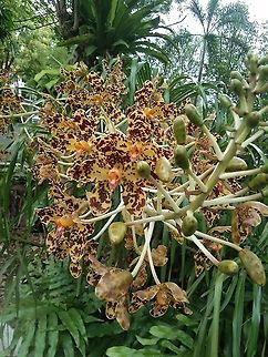 TIGER ORCHID I found these flowers in a Buddhist temple above the mountain .. in the middle they resemble a bird's beak In Thailand   Geotagged,Grammatophyllum speciosum,Spring,Thailand,Tiger Orchid,thailand