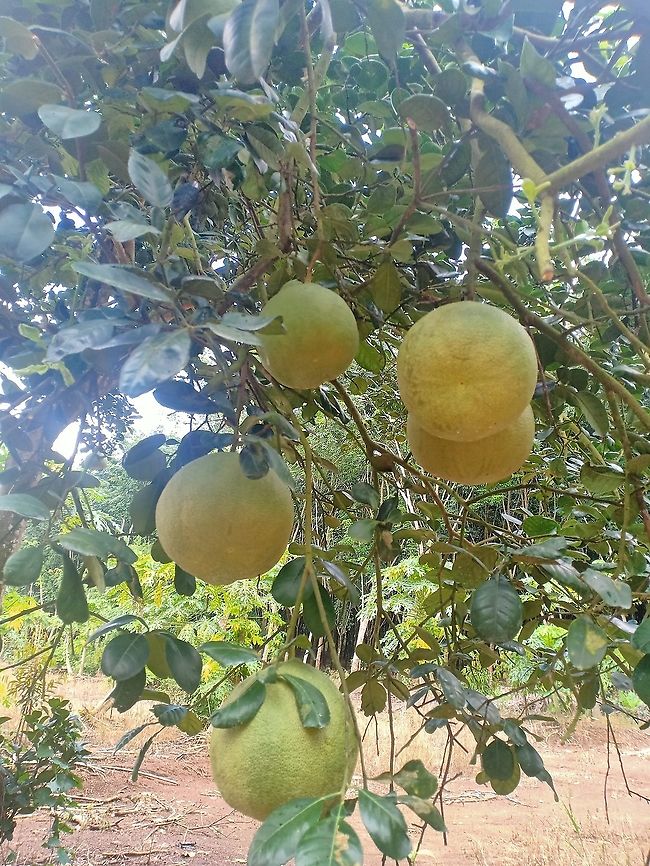 Citrus maxima Thailand Citrus maxima,Pomelo,Thailand