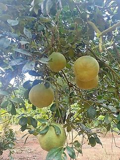 Citrus maxima Thailand Citrus maxima,Pomelo,Thailand