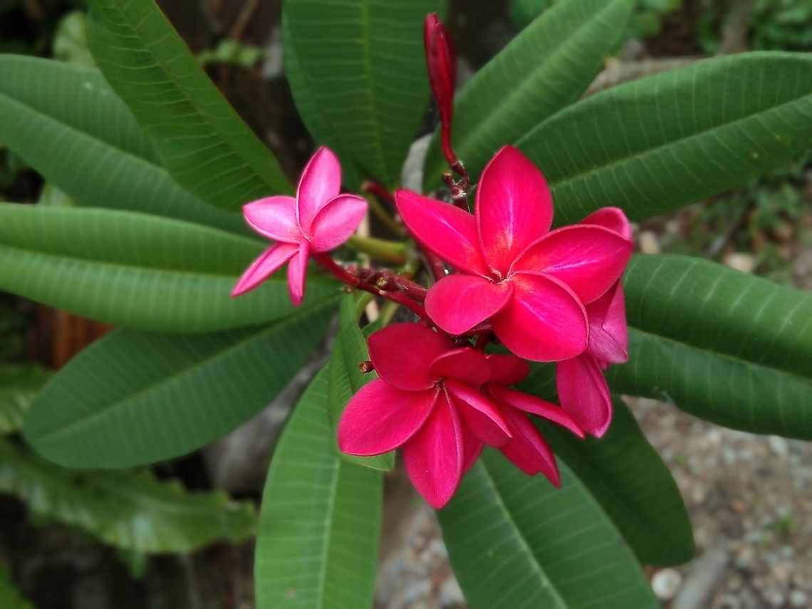Plumeria or Indian jasmine Thailand Plumeria alba,plumeria alba,thailand