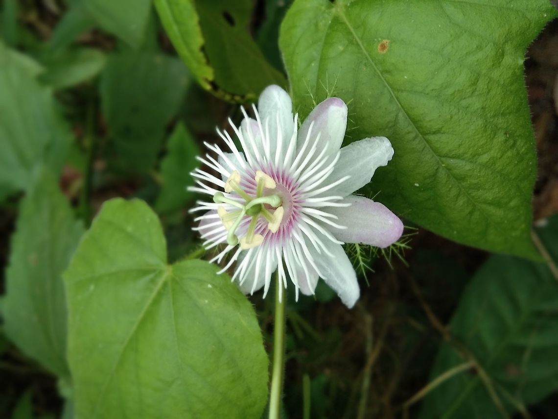 Passiflora foetida  Geotagged,Thailand