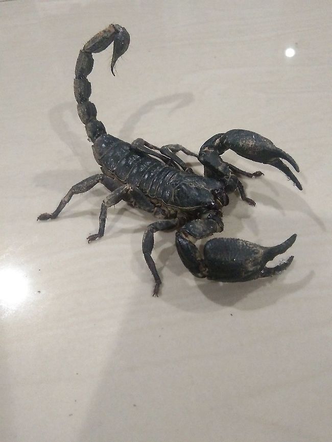 ASIAN BLUE FOREST SCORPION When heavy rain falls, these scorpions flee from their holes ... but it is not good for a scorpion to come to my house. Asian blue forest scorpion,Geotagged,Heterometrus cyaneus,Spring,Thailand,thailand