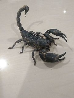 Asian blue forest scorpion