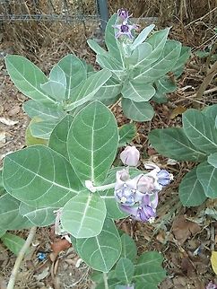 Calotropis gigantea Thailand Geotagged,Siracha,Thailand,Winter,thailand
