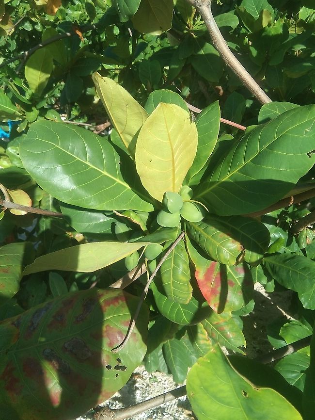 Terminalia catappa It is widely found on beaches in Thailand Geotagged,Pattaya,Spring,Thailand