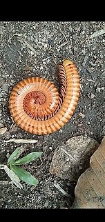 Olive Banded Millipede  Geotagged,Thailand,Winter,thailand