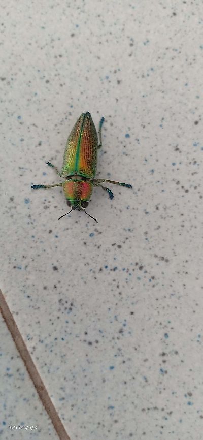 Lampetis affinis, Thailand  Buprestis aurulenta,Geotagged,Lampetis affinis,Thailand,Winter