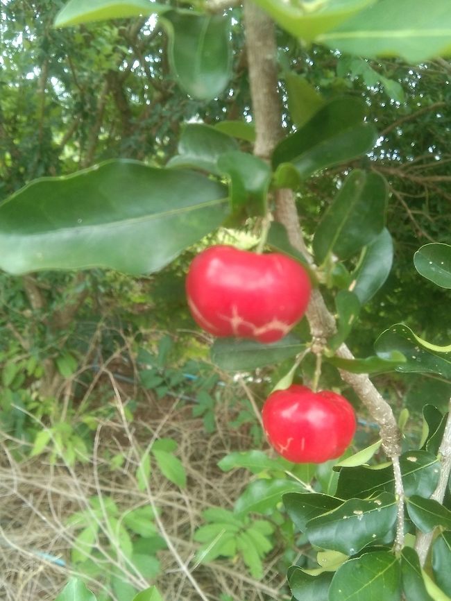 فيBarbados Cherry Rayong. Thailand Geotagged,Malpighia emarginata,Summer,Thailand,rayong