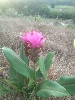 Curcuma sessilis flower Rayong.thailand Curcuma sessilis,Geotagged,Summer,Thailand,rayong