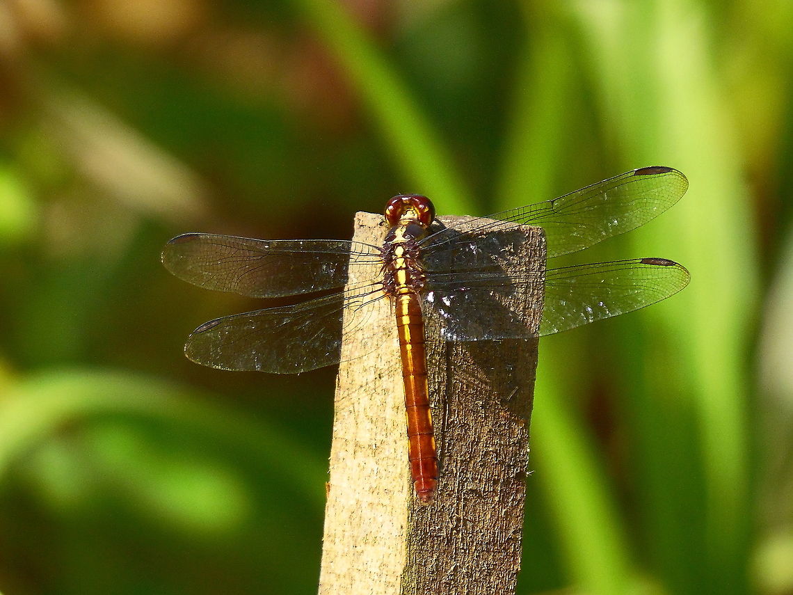 Dragonfly Photograph taken in my Backyard garden, Mondesir, South Oropouche, Trinidad, W.I. Geotagged,Saddlebag glider - Tramea abdominalis,Spring,Trinidad and Tobago