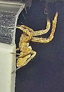 Uloborus diversus It was a small one. 
520/21 Geotagged,Spring,Uloborus diversus,United States,cribellate orb weaver