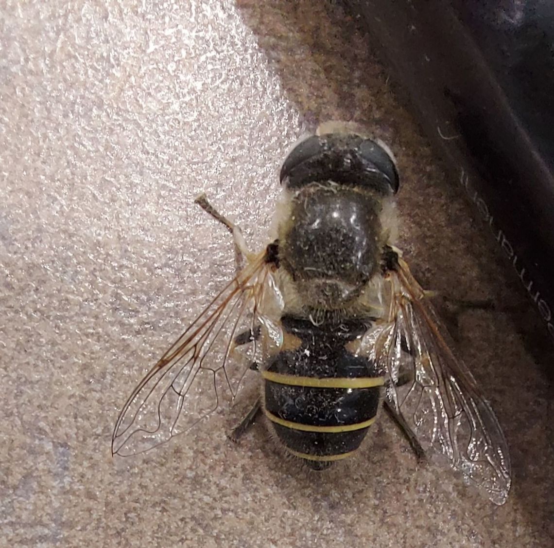 hover fly  Drone fly,Eristalis,Fall,Geotagged,United States,hoverfly