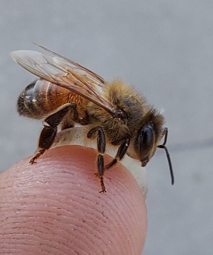 Western honey bee  Apis mellifera,Geotagged,Summer,United States,Western honey bee