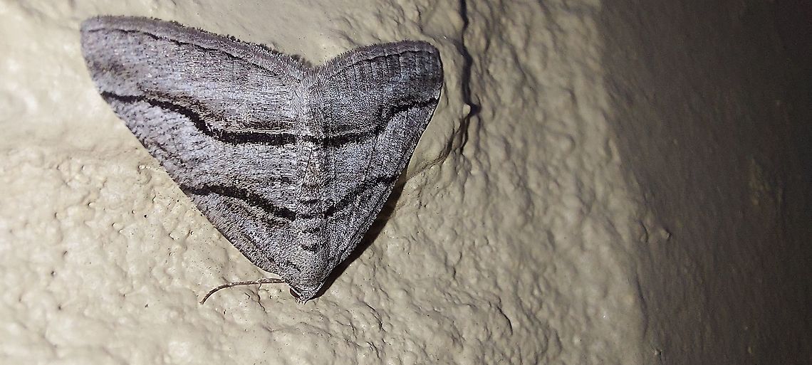 Digrammia continuata, the curve-lined angle  Digrammia continuata,Geotagged,Moth,Spring,United States,curve-lined angle moth
