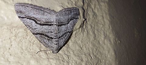 Digrammia continuata, the curve-lined angle  Digrammia continuata,Geotagged,Moth,Spring,United States,curve-lined angle moth