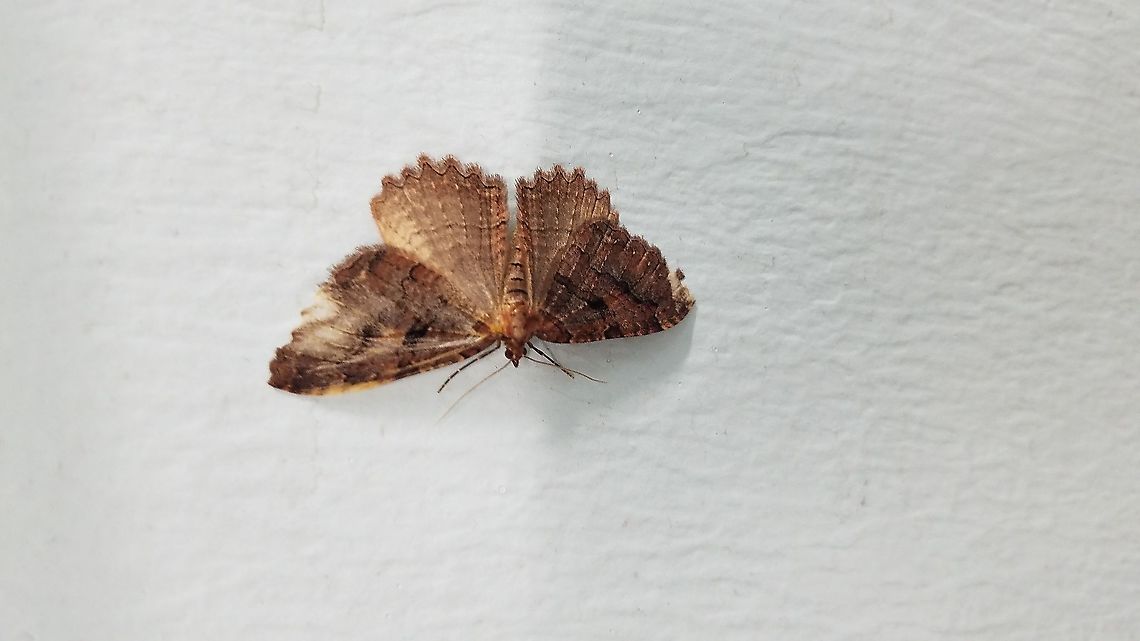 Scarce tissue moth  Geometridae,Geotagged,Scarce tissue moth,Summer,Tissue Moth,Triphosa haesitata,United States,geometrid