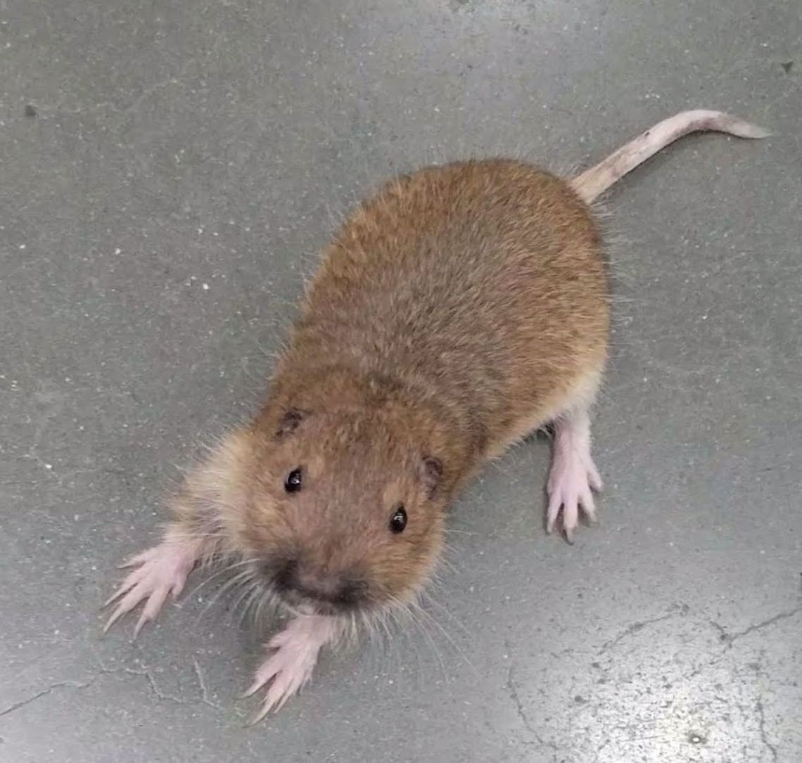 pocket gopher 6/12/20 Botta's pocket gopher,Geotagged,Thomomys bottae,United States