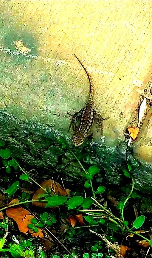 western  fence lizard 9/2/20 Female,Geotagged,Sceloporus occidentalis,United States,Western Fence Lizard