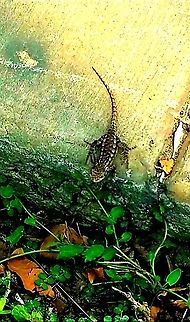 western  fence lizard 9/2/20 Female,Geotagged,Sceloporus occidentalis,United States,Western Fence Lizard
