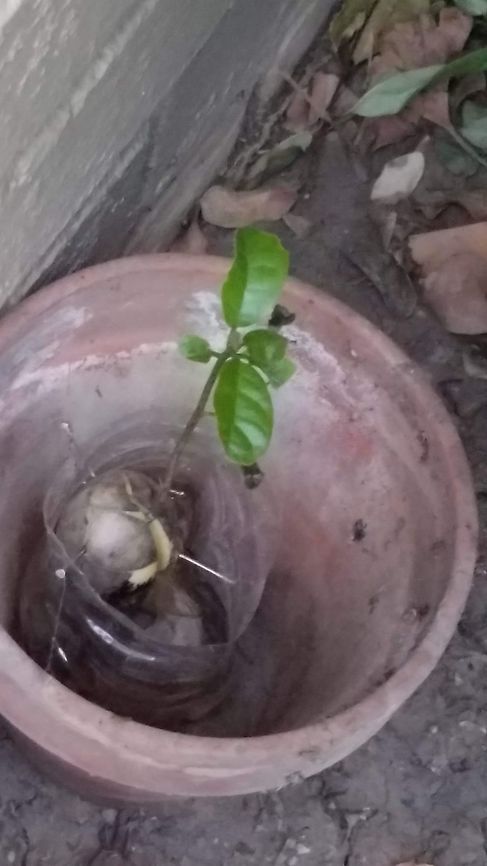 avacado plant It was. The squirrels keep thinking the pit was their nut.<br />
8/30/20 Avacodo plant,Avocado,Geotagged,Persea americana,United States