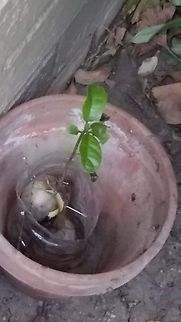 avacado plant It was. The squirrels keep thinking the pit was their nut.
8/30/20 Avacodo plant,Avocado,Geotagged,Persea americana,United States