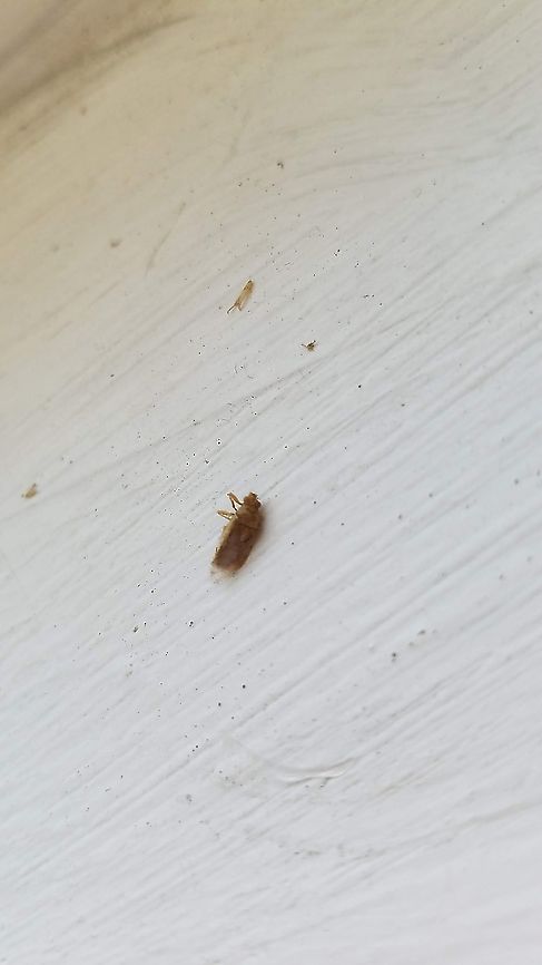 nysius On its back<br />
8/17/20 Geotagged,Nysius,United States