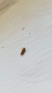 nysius On its back
8/17/20 Geotagged,Nysius,United States