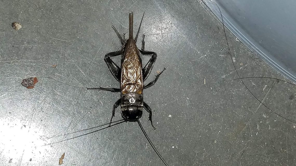field cricket 8/18/20 picture taken Geotagged,Teleogryllus,United States,black field cricket