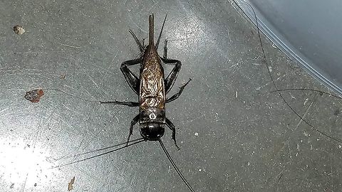 field cricket 8/18/20 picture taken Geotagged,Teleogryllus,United States,black field cricket