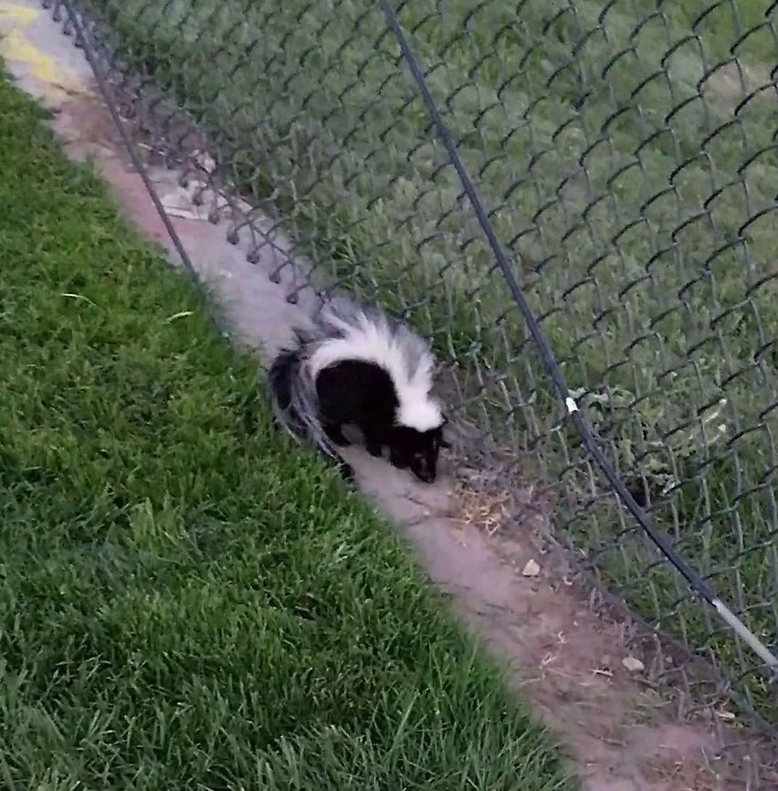 skunk 12/29/2020 picture taken Geotagged,Mephitis mephitis,Striped skunk,United States