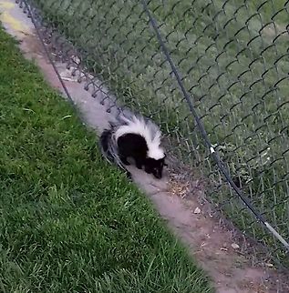 skunk 12/29/2020 picture taken Geotagged,Mephitis mephitis,Striped skunk,United States
