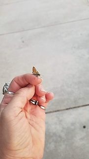 fiery skipper 7/25/2020 picture taken Butterfly,Fiery Skipper,Geotagged,Hylephila phyleus,Lepidoptera,Male,United States
