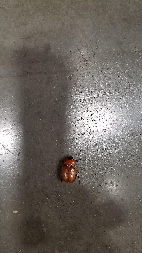 June bug  Coleoptera,Cyclocephala lurida,Dynastidae,Geotagged,June bug,Southern Masked Chafer,United States,southern masked chafer